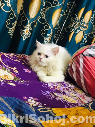 Blue eyes Persian Cat